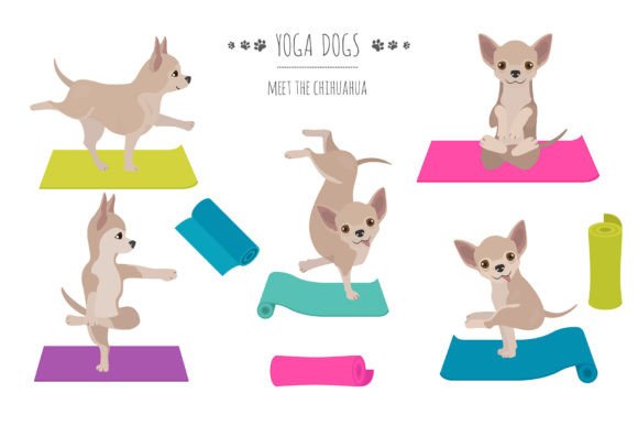 Download Chihuahua Yoga - Chihuahua Collection